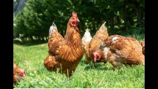 Lagu Ayam Lucu & Ayam Menari - Tarian Ayam Lucu