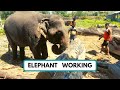 How elephants work to move woodan blocks