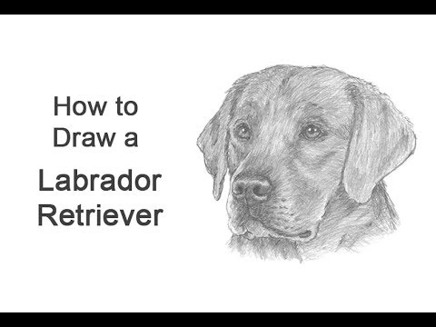 How To Draw A Labrador Retriever Dog Head Detail Youtube