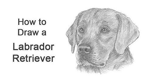 How to Draw a Labrador Retriever Dog (Head Detail)