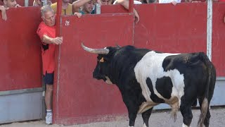 😱 ESTE HOMBRE SE LA JUEGA! ENCIERRO TOROS BRAVOS VALDELAGUNA (MADRID) JULIO 2025