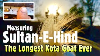 Measuring Sultan-E-Hind, The Longest Kota Goat In The World