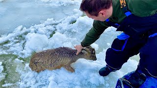 Спасение Сибирской косули на реке Лена ЧУРАПЧА