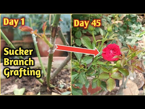 Video: Apa Itu Sucker On A Rose Bush: Pelajari Tentang Pertumbuhan Sucker On Roses