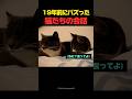 19年前にバズった猫たちの会話