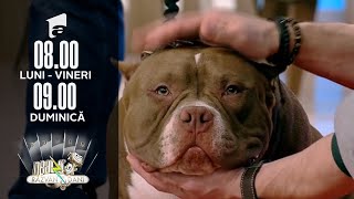 Cum îngrijim corect un câine rasa American Bully | Sfaturile Specialiștilor