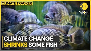 Global Heating Causing Some Fish Species To Shrink In Size Wion Climate Tracker
