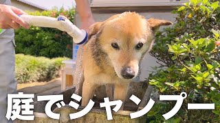 愛犬コロちゃんを容赦なく洗う25歳田舎暮らしの日常