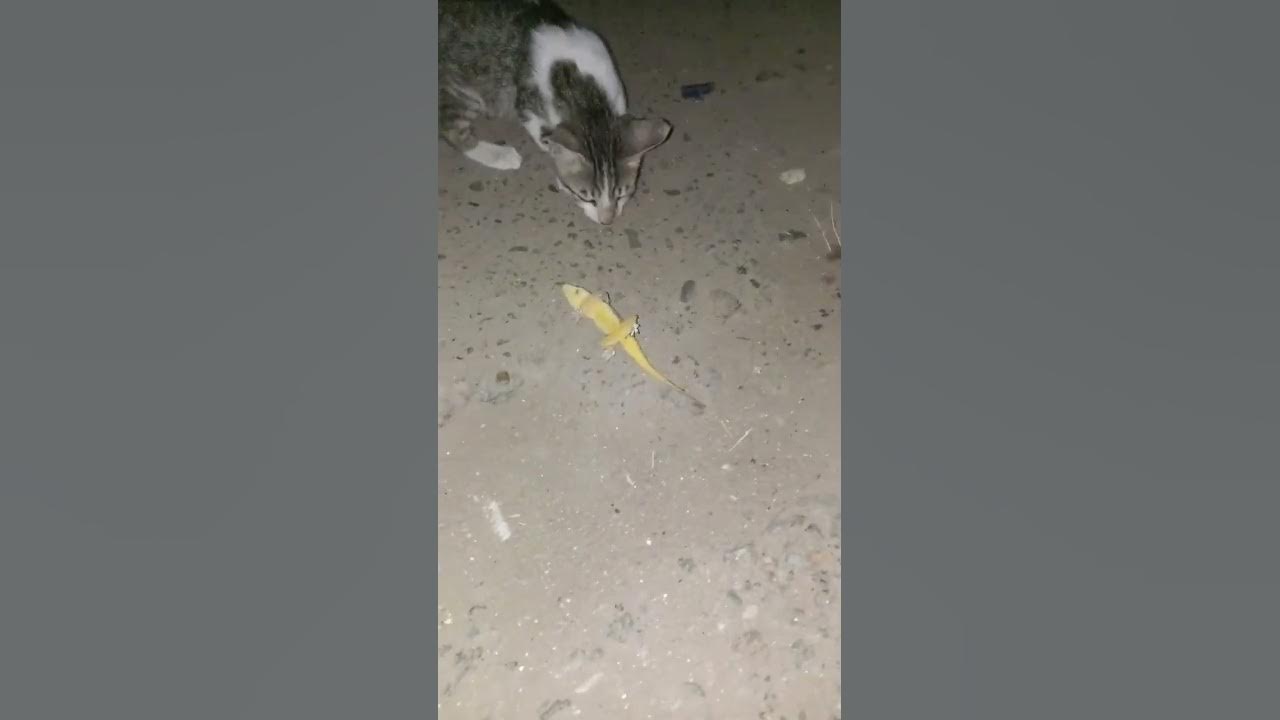 Baby Cat Eat Eat Chipkali YouTube baby-cat-eat-eat-chipkali-youtube