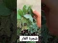 شجرة الغار زراعة شجرة الغار زيت الغار Shorts شجرة الغار زراعة شجرة الغار زيت الغار Shorts
