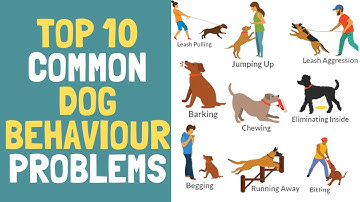 Top 10 Common Dog Behavior Problems. [Correct Dog Behavior]