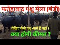 फतेहाबाद पशु मेला मंडी कुछ झलकियां शानदार मुर्रा भैंसे Fatehabad cattle fair super Murray buffalo