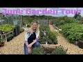 Garden Tour At Gwenyn Gruffydd In June. Vegetable Gardening In Wales UK.
