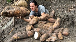 Wild potatoes are an indispensable dish of highland people, Vàng Hoa