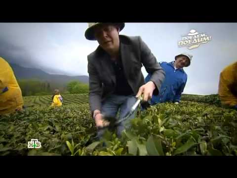 Поедем, поедим в гостях у Мацеста чай