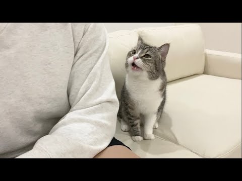 鳴いてくる猫に「にゃ〜」と鳴き返してみたら大変なことになった…汗