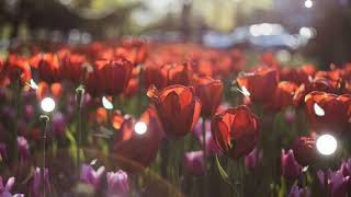 Live Background (Theme : Red Tulips) screenshot 1