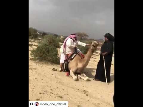 هه ركوب الجمل