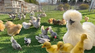 Silkie Hen Surprised By Unexpected Brood of Duckings! Chick Care. Mealworm Feast. Egg Collecting.