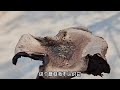 流浪5年无忧无虑 今天又在路边捡到一坨见手青 吃完之后超开心 流浪5年无忧无虑 今天又在路边捡到一坨见手青 吃完之后超开心
