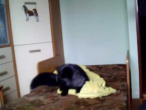 Fox playing