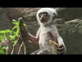 Spy Monkey Mistaken for Dead Baby and Mourned by Troop | BBC Earth