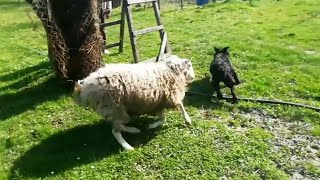 Kada ovca pojuri svog čuvara nastane jedan smešni video