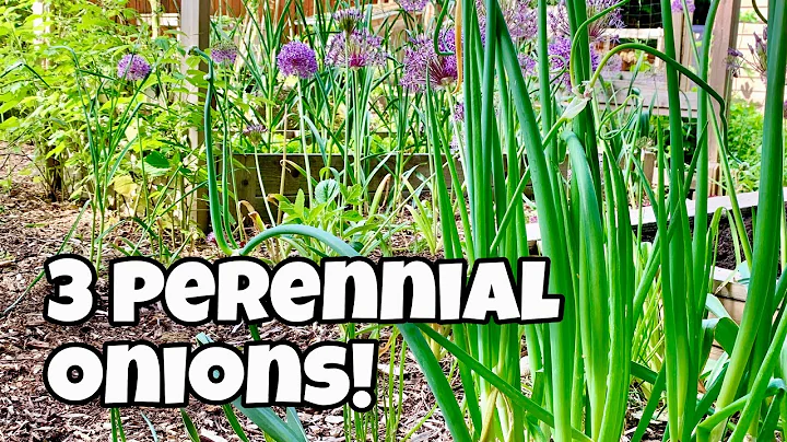 3 Perennial Onions to Plant Once & Harvest For Years! - DayDayNews