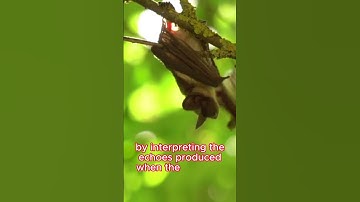 Echoes in the Dark: Understanding Bat Echolocation Mastery    #BatEcholocation #NatureMysteries