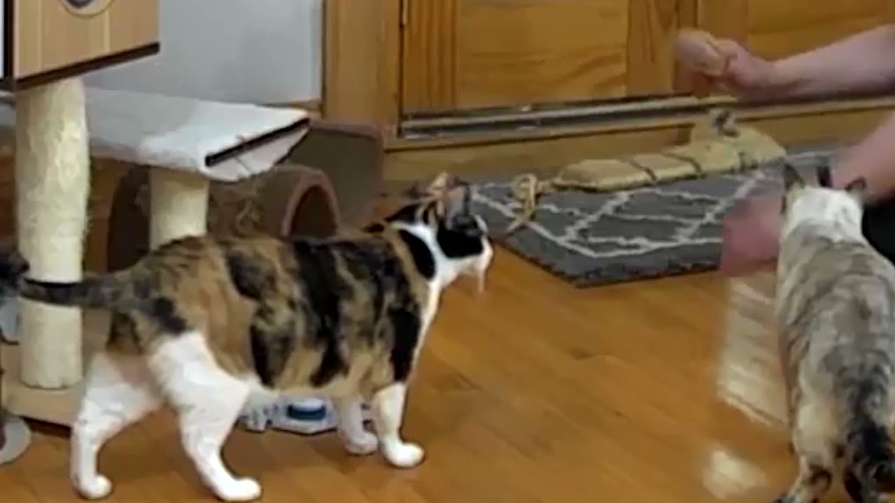 Talking cats! YouTube