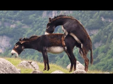 Donkey mating first time video