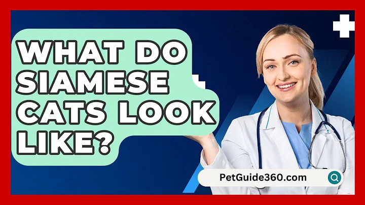 What Do Siamese Cats Look Like? - PetGuide360.com