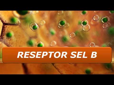 RESEPTOR SEL B