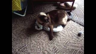 Siamese kitty being crazy by Kilala Marie Noel 505 views 7 years ago 1 minute, 6 seconds