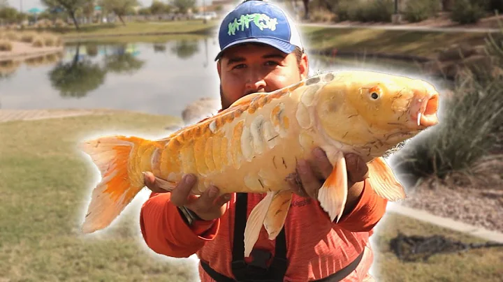 Fishing a Tiny Pond for Beautiful Carp (Urban Arizona)