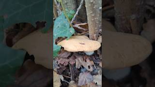 New video... #mantar #bahce #kuzu #bbq #mushroom