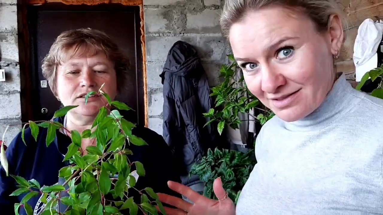 КАК СОХРАНИТЬ ФУКСИИ ЗИМОЙ. Советы и опыт Наталья, нюансы и особенности ухода и зимовки.