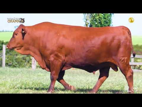 LOTE 03 - ZT 6976