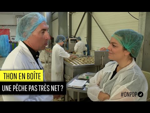 Vidéo: Les créations au thon sont-elles bonnes ?