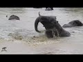 Dominant Elephant Bull, Sebakwe Splashes In The Dam With Great Excitement! 💦
