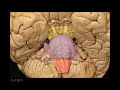 Neuroanatomía. Estructuras a identificar: tronco del encéfalo.