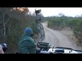 Surprise leopard hunt in front of safari jeep