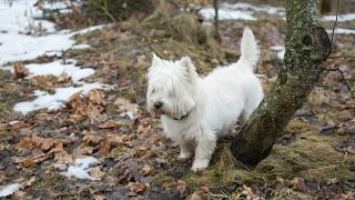 West Highland White Terrier (Westie) Bobby. I want to go for a walk, I don’t want to go home!