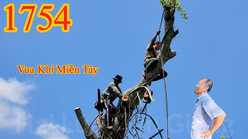 Vua Khỉ cưa tỉa cành cây Sộp ở miếu Ngũ Hành hơn 200 năm tuổi Cutting tree