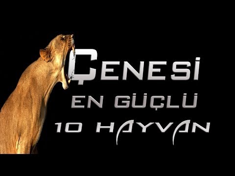 Çenesi En Güçlü 10 Hayvan