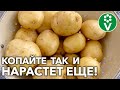 НЕСКОНЧАЕМЫЙ УРОЖАЙ КАРТОФЕЛЯ без мелких клубней!