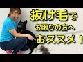 【犬 ブラッシング】抜け毛が多い犬種の上手なブラッシングの仕方【犬のしつけ＠横浜】byドッグトレーナーエマ