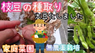 枝豆/種取り/大豆にする方法/家庭菜園/2021年