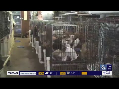 Video: Právní omezení emoční podpory zvířat ohrožených podvody