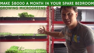 Make $8000+ A Month Growing Microgreens in a Spare Bedroom at Home
